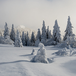 Šumava